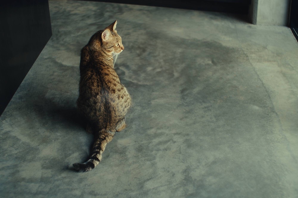Brown cat on a grey exposed-concrete floor