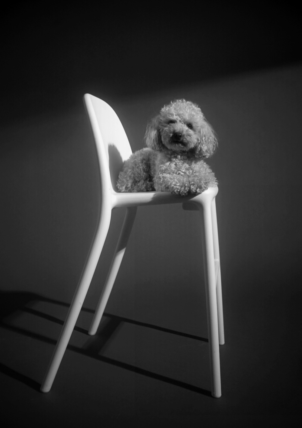 Poodle sitting on a high chair, black and white